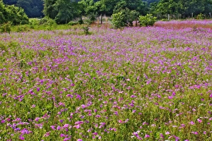 Large field of Drummond Phlox, Hilton Head Island, South Carolina Phlox drummondi Large field of Drummond Phlox, Hilton Head Island, South Carolina Phlox drummondi