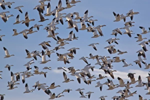 Large flock of snowgeese take flight at Bosque del Apache NWR in New Mexico Large flock of snowgeese take flight at Bosque del Apache NWR in New Mexico
