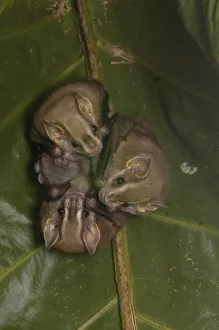 Large Fruit-eating bat (Artibeus sp) Fam: Stenodermatinae Found roosting under Large Fruit-eating bat (Artibeus sp) Fam: Stenodermatinae Found roosting under