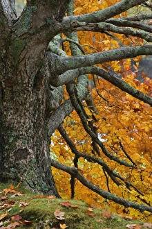Large maple tree in autumn, Bass Lake, near Blowing Rock, North Carolina Large maple tree in autumn, Bass Lake, near Blowing Rock, North Carolina