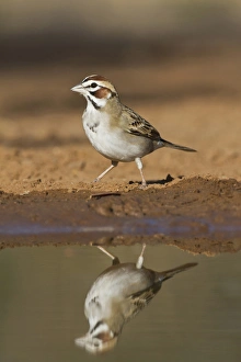 Lark Sparrow, Chondestes grammacus, drinking at south Texas pond Lark Sparrow, Chondestes grammacus, drinking at south Texas pond