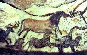 Cave Painting Collection: Lascaux cave painting. Bulls & horses. Copyright: aA Collection Ltd