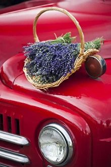 Lavender bunches rest on an old farm pickup truck Lavender bunches rest on an old farm pickup truck