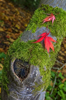 Leaf. Fall colors Seattle Arboretum. Washington Leaf. Fall colors Seattle Arboretum. Washington
