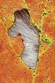 Orange Autumn Leaves Prints: Leaf with hole and seedheads in fall