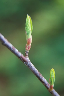 Leaf detail as springtime comes in the Columbia River Gorge National Scenic Area, OR, USA Leaf detail as springtime comes in the Columbia River Gorge National Scenic Area, OR, USA