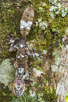 Leaf-tailed Gecko, Toamasina Province, Madagascar Leaf-tailed Gecko, Toamasina Province, Madagascar