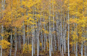 Western US Landscapes Prints: Leaves and tree trunks create an aspen wall of texture, Colorado, USA