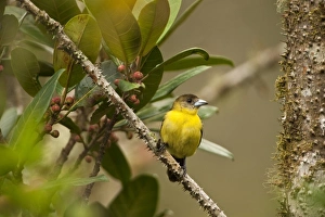 Lemon-rumped Tanager (Ramphocelus icteronotus) female, Mindo, Cloud Forest, West slope of Andes Lemon-rumped Tanager (Ramphocelus icteronotus) female, Mindo, Cloud Forest, West slope of Andes