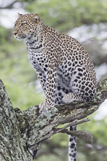 Close Up Animal Shots Prints: Leopard sits up in tree on three branch, looking to left of camera, watching