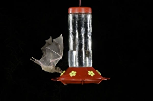 Lesser Long-nosed Bat, Leptonycteris curasoae, adult in flight at night feeding Lesser Long-nosed Bat, Leptonycteris curasoae, adult in flight at night feeding