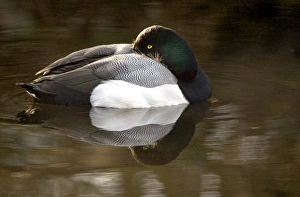 Lesser Scaup, Aythya affinis, Stanley Park, British Columbia Lesser Scaup, Aythya affinis, Stanley Park, British Columbia