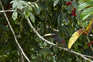Lettered Aracari (Pteroglossus inscriptus), Yasuni National Park, Amazon Rainforest, ECUADOR Lettered Aracari (Pteroglossus inscriptus), Yasuni National Park, Amazon Rainforest, ECUADOR