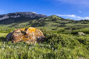 Lichen encrusted rock and wild iris lead to Fairview Mountain along the Rocky Mountain Lichen encrusted rock and wild iris lead to Fairview Mountain along the Rocky Mountain