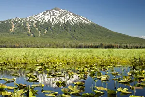 Lilly pads, marsh at Dutchman Flats, near Sparks Lake, Eastern Oregon, USA Lilly pads, marsh at Dutchman Flats, near Sparks Lake, Eastern Oregon, USA