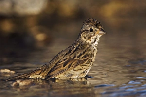 Lincolns Sparrow, Melospiza lincolnii, adult bathing, Uvalde County, Hill Country Lincolns Sparrow, Melospiza lincolnii, adult bathing, Uvalde County, Hill Country