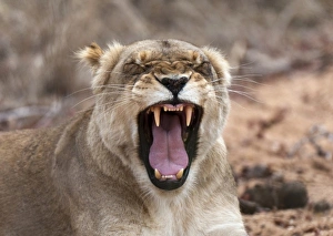Lion (Panthera leo), Kapama Game Reserve, South Africa Lion (Panthera leo), Kapama Game Reserve, South Africa