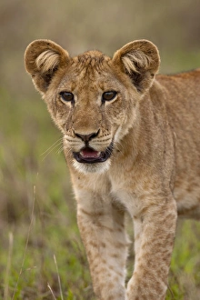 lion (Panthera leo) in the Queen Elizabeth National Park, Uganda, East Africa lion (Panthera leo) in the Queen Elizabeth National Park, Uganda, East Africa