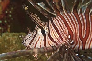 Lionfish (Pterios volitans) Milne Bay, Papua New Guinea Lionfish (Pterios volitans) Milne Bay, Papua New Guinea