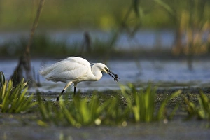 Little Egret (Egretta garzetta) in the Danube Delta, with larvae of dragonfly in beak Little Egret (Egretta garzetta) in the Danube Delta, with larvae of dragonfly in beak