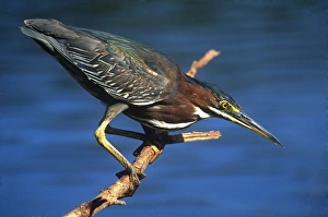 Little Green Heron, Everglades National Park, Florida, USA Little Green Heron, Everglades National Park, Florida, USA