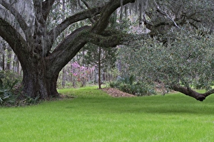 Live oak, Magnolia Plantation, Charleston, South Carolina Live oak, Magnolia Plantation, Charleston, South Carolina