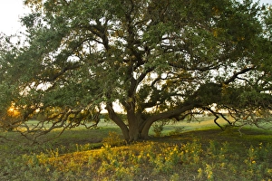Liveoak (Querque virginianus) at sunset, central Texas Liveoak (Querque virginianus) at sunset, central Texas