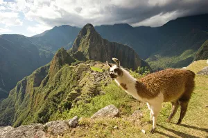 Prints of Llamas and an over look of Machu Picchu, ancient ruins, UNESCO world heritage site, Peru, South America Llama Prints: Llama Print Over Machu Picchu Ruins