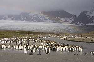 Loafing King penguins line the edge of a glacial melt river at St. Andrews Bay site Loafing King penguins line the edge of a glacial melt river at St. Andrews Bay site
