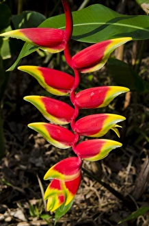 Lobster Claw Heleconia (Heliconia rostrata), Waimea Valley Audubon Park, North Shore Lobster Claw Heleconia (Heliconia rostrata), Waimea Valley Audubon Park, North Shore