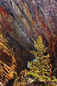 Lodgepole Pine and Grand Canyon of the Yellowstone, Yellowstone National Park, Wyoming Lodgepole Pine and Grand Canyon of the Yellowstone, Yellowstone National Park, Wyoming