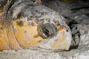 Loggerhead sea turtles, Caretta caretta, are threatened species under the Endangered Species Act Loggerhead sea turtles, Caretta caretta, are threatened species under the Endangered Species Act