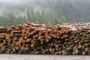 Logging on the Olympic Penninsula, Olympic National Park, Washington, USA Logging on the Olympic Penninsula, Olympic National Park, Washington, USA