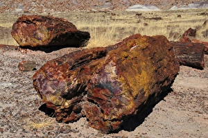 Logs, Petrified Forest National Park, Arizona, USA Logs, Petrified Forest National Park, Arizona, USA