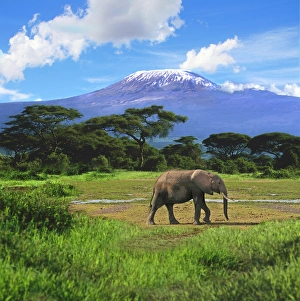 A lone African elephant (Loxodonta africana) walks in from of Mt A lone African elephant (Loxodonta africana) walks in from of Mt