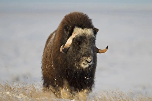 A lone muskox bull browses on sedges on the arctic tundra, ANWR, Alaska A lone muskox bull browses on sedges on the arctic tundra, ANWR, Alaska