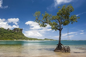 Lonely mangrove tree standing in the water before Sokehs rock, Pohnpei, Micronesia Lonely mangrove tree standing in the water before Sokehs rock, Pohnpei, Micronesia