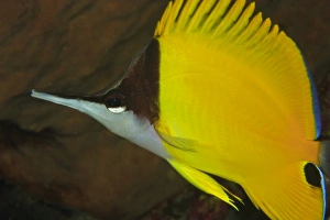 Longnose Butterflyfish (Forcipiger flavissimus) Banda Sea, Indonesia Longnose Butterflyfish (Forcipiger flavissimus) Banda Sea, Indonesia