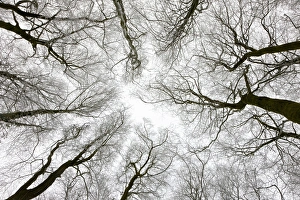 Looking up at winter tree canopy, Gloucestershire, England, UK Looking up at winter tree canopy, Gloucestershire, England, UK