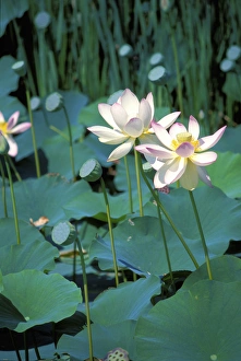 Lotus Print by Danita Delimont