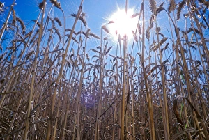 Low point view of wheat plants with direct sunshine Low point view of wheat plants with direct sunshine