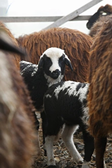 Lower Austria, Austria - A herd of goats with the focus on two young goats in the Lower Austria, Austria - A herd of goats with the focus on two young goats in the
