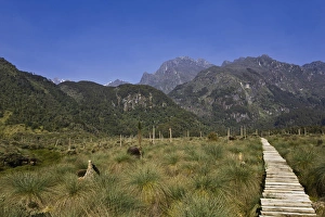 Lower Bigo Bog with Gaint Lobelias (Lobelia bequaertii) in the Rwenzori Mts, Uganda Lower Bigo Bog with Gaint Lobelias (Lobelia bequaertii) in the Rwenzori Mts, Uganda