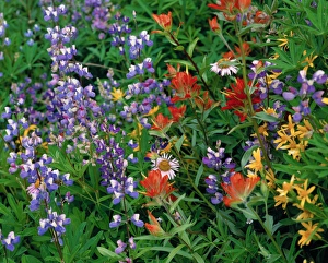 Lupine and Paintbrush flowers in a meadow at Mt. Rainier Nat'l Park, WA Lupine and Paintbrush flowers in a meadow at Mt. Rainier Nat'l Park, WA