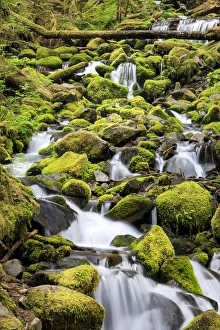 Lush area with small creek. Olympic National Park, Washington, US Lush area with small creek. Olympic National Park, Washington, US
