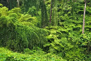 Lush vegetation at Akaka Falls State Park, Hamakua Coast, Big Island, Hawaii, USA Lush vegetation at Akaka Falls State Park, Hamakua Coast, Big Island, Hawaii, USA