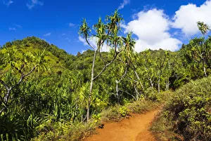 Lush vegitation along the Kalalau Trail on the Na Pali Coast, Island of Kauai, Hawaii USA Lush vegitation along the Kalalau Trail on the Na Pali Coast, Island of Kauai, Hawaii USA
