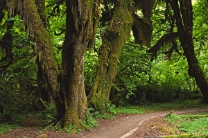 Washington State Parks Prints: LWOly0411