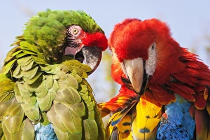 Colorful Parrots Prints: Two Macaws preening