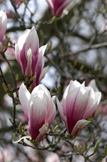 Magnolia Liliiflora blooms during spring in Boise, Idaho Magnolia Liliiflora blooms during spring in Boise, Idaho